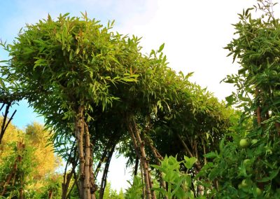 Garden arch with lush greenery and expert landscape maintenance.