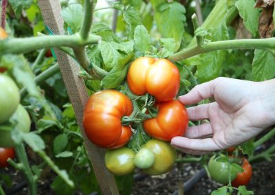 Ripe tomatoes on the vine illustrating Penning Landscapes' seasonal planting and gardening services.