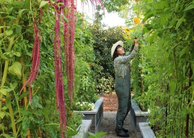 Seasonal planting and gardening in a Napa Valley vegetable garden, featuring Love Lies Bleeding and sunflowers.