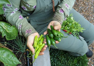 Edible garden with fresh green peppers and herbs, showcasing Penning Landscapes' seasonal planting services.