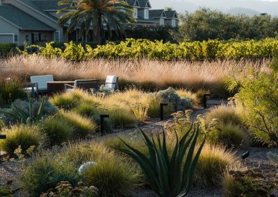 Napa Valley estate landscape maintenance with ornamental grasses, agave, and vineyard backdrop.