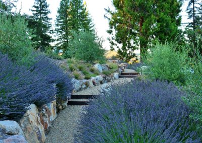 Brown lavender plantings and stone pathway in Napa Valley estate garden.